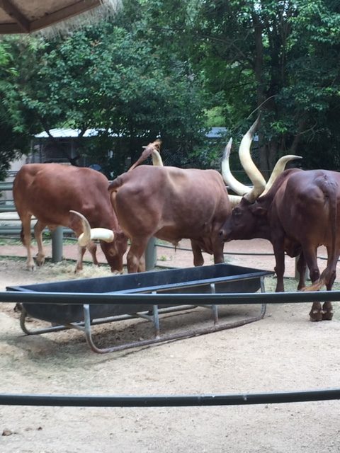 Texas Longhorns Houston Zoo